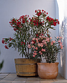 Nerium Oleander 'Italia'