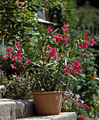 Nerium oleander 'Papa Gambetta'
