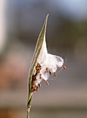 Oxypetalum caeruleum