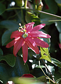 Passiflora-Hybride