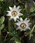 Passiflora caerulea 'Miranda'