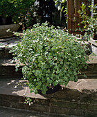 Pelargonium fragrans