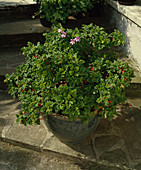 Pelargonium quercifolium