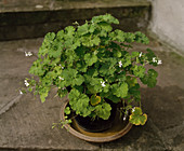 Pelargonium odoratissimum