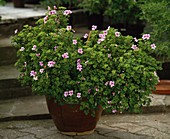 Pelargonium crispum