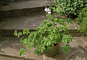 Pelargonium 'Capthorme'