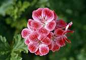 Pelargonium Unique Sorte