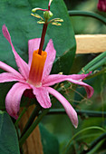 Passiflora Tulae