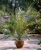 Phoenix Canariensis