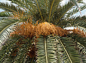 Phoenix canariensis