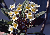 Plumeria rubra