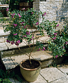 Polygala myrtifolia