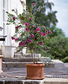 Polygala myrtifolia