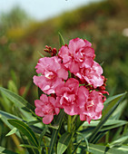Nerium oleander (oleander)