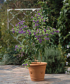 Solanum rantonnetii (Enzianstrauch)