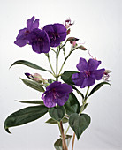 Tibouchina urvilleana