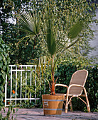 Washingtonia filifera