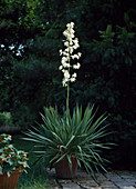 Yucca im Kübel