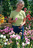 Woman cutting Dahlia (dahlias) for bouquet