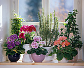 Pflanzen Für das Nord (Ostfenster: Hedera Helix)