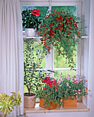 Südfenster: Hibiscus, Lotus Bertelotii