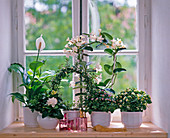 White fragrance window, Spathiphyllum, Myrtus