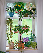 Flowering plants for the northern window, fuchsia, abutilon
