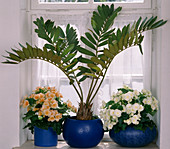 Zamia