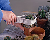Repot cacti with the help of a newspaper sleeve