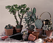 Repotting cacti
