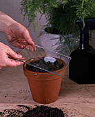 Sowing Impatiens walleriana (9/10)