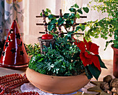 Bowl with fern, ficus, euphorbia