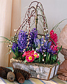 Hyacinthus orientalis, Muscari, Iris reticulata,