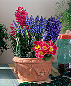 Hyacinthus orientalis, Muscari, Primula