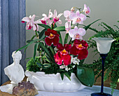 Cattleya hybrid, Phalaenopsis (Nachtfalter-Orchidee)