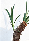 New shoots of yucca