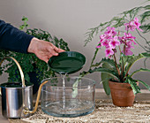 Watering Streptocarpus