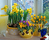 Frühlings-Zwiebelblumen in Krokustöpfen und Schale