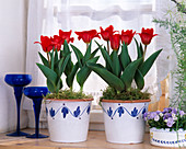Tulipa 'Showwinner', Campanula 'Blue Ball'