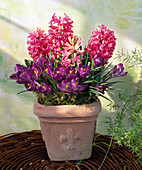 Hyacinthus orientalis, Crocus vernus