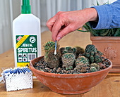 Fighting lice on cacti with undiluted alcohol