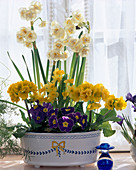 Narcissus hybrida, Narcissus 'Tête-à-Tête'