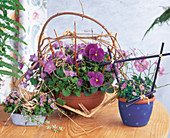 Stiefmütterchen und Glockenblume dekoriert mit Zweigen