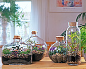 Bottle Garden, Selaginella, Dracaena, Pilea