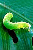 Peeper caterpillar on nest fern