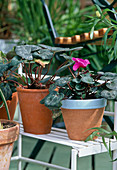 Weiterkultur von Cyclamen (Alpenveilchen)