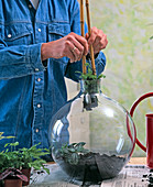 Bottle garden planting