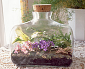 Bottle garden with Saintpaulia, Cryptanthus