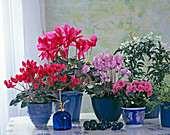 Cyclamen persicum (cyclamen)