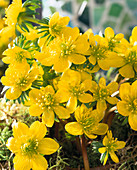 Eranthis hyemalis (Winterlinge)